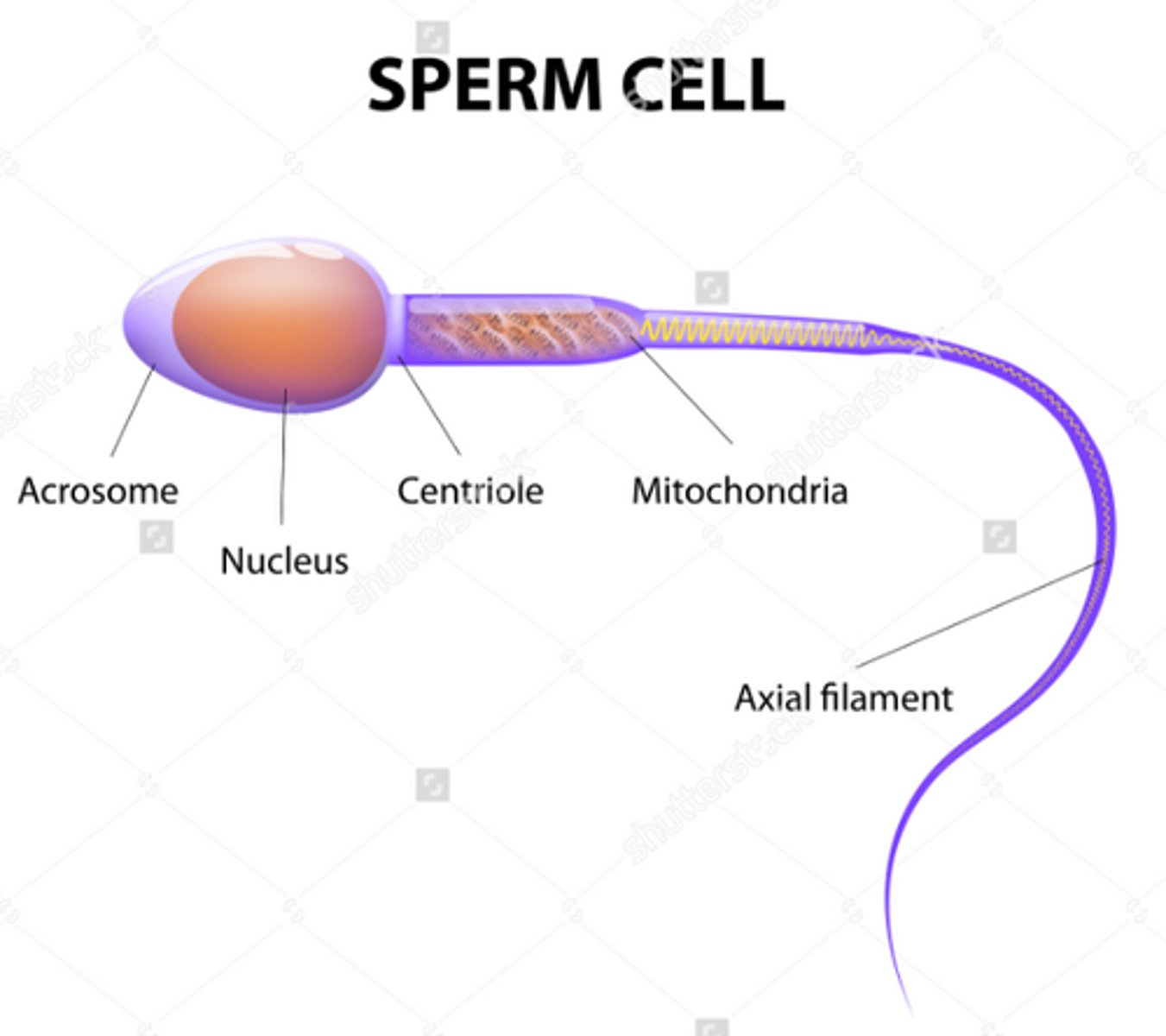 <p>To get the male DNA to the female DNA</p>