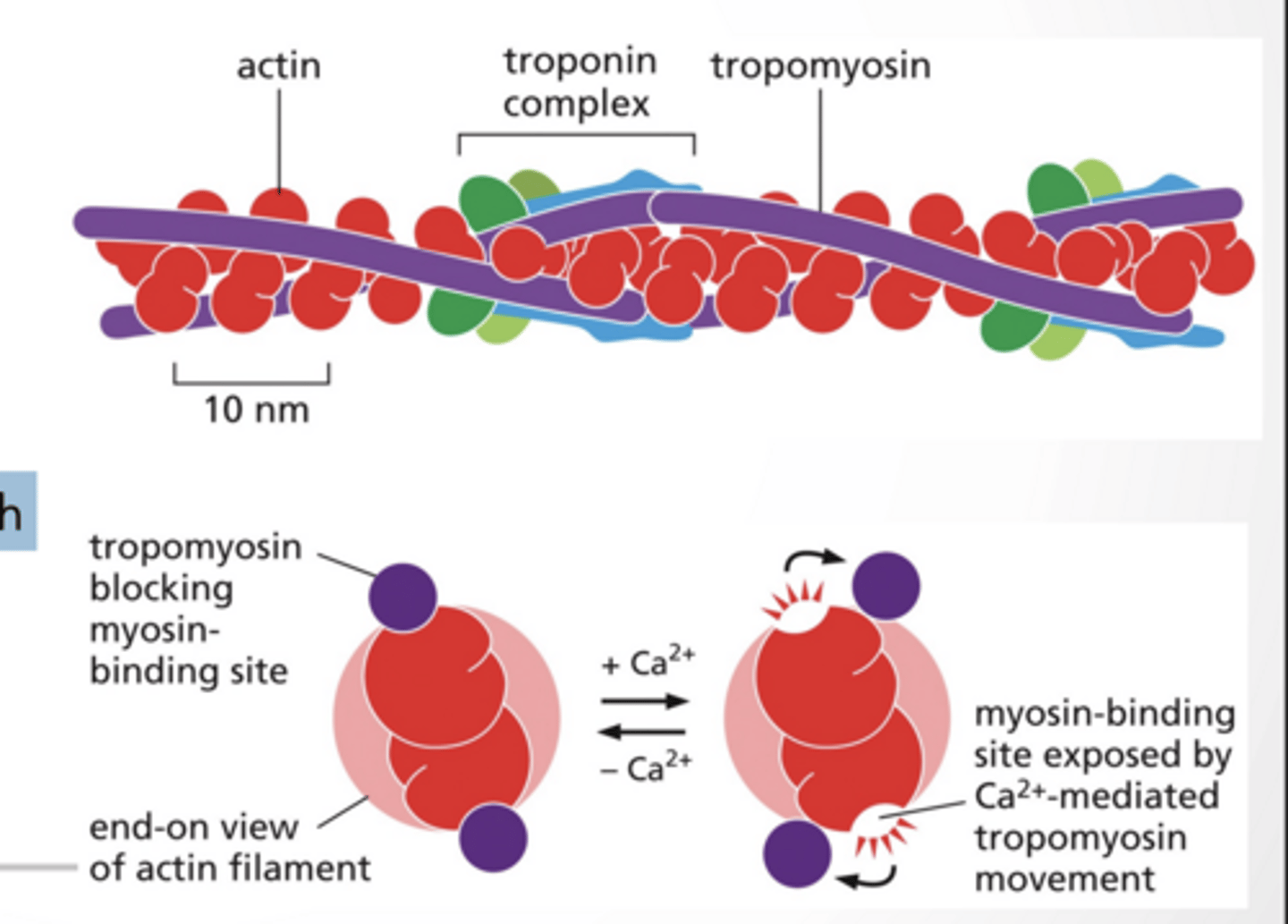 <p>Tropmyosin blocks myosin binding sites during low cytosolic calcium</p><p>Myosin binding sites are exposed with high cytosolic calcium levels (mediated by calcium )</p><p>CALCIUM IN THE CELL</p><p>Calcium levels in the cytosol are VERY low Small changes in Ca+ levels make a big difference</p><p>even a tiny increase = HUGE signal</p><p>It acts like a trigger molecule</p><p>CALICUM IN MUSCLE CONTRACTION </p><p>1. Ca2+ is released from Sarcoplasmic reticulum</p><p>2. Ca2+ activates myosin/ troposmyosin contractile mechanism . Ca²⁺ binds troponin Tropomyosin moves OUT</p><p>Myosin can bind actin</p><p>3. ATP is used to quickly remove Ca2+ from cytosol</p><p>Contraction stops → muscle relaxes</p>