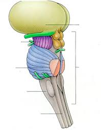 <p>Label the pons, midbrain, and medulla onlongata on this brain stem diagram.</p>