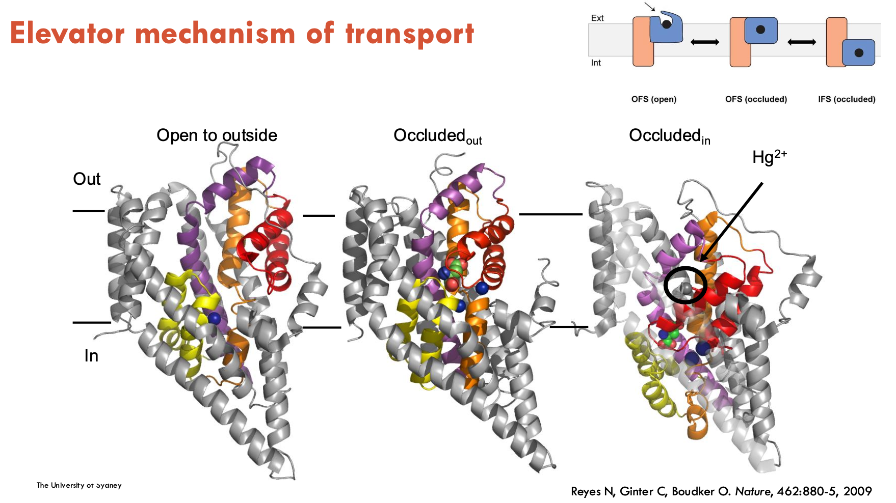 <p>The elevator mechanism of transport is when part of a transporter protein (the "transport domain") moves like an elevator through the membrane, <strong>carrying the substrate from one side to the othe</strong>r, while the rest of the protein (the "scaffold domain") stays still. </p><ul><li><p>allows substrate to be moved across the membrane in a controlled, stepwise way</p></li></ul><p></p>
