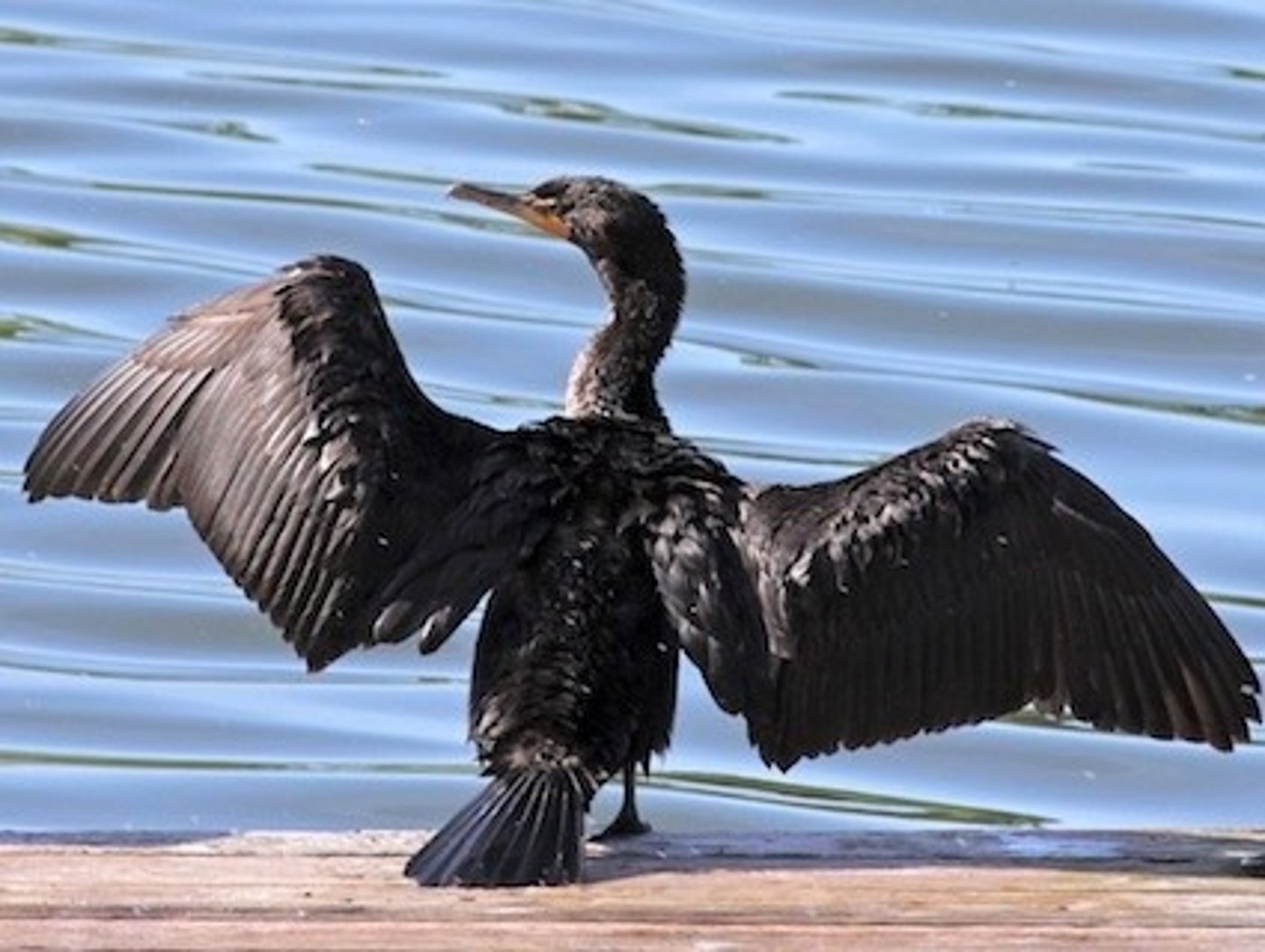<p>Double-crested Cormorant</p>