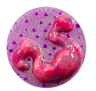 name the leukocytes (white blood cells)