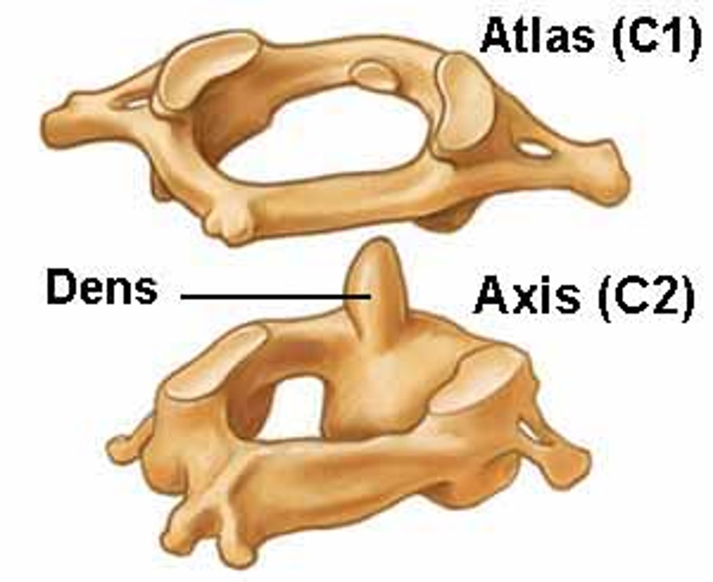 <p>part of axis</p>