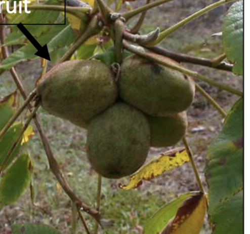 <p>oblong-ovoid, greenish/bronze husk, largest</p>