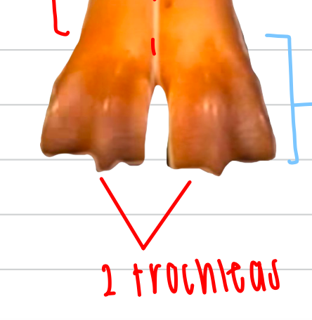 the division of the trochleas is called the...