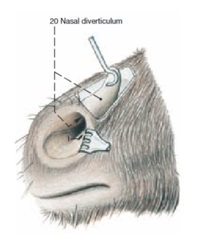 <p>nasal diverticulum</p>