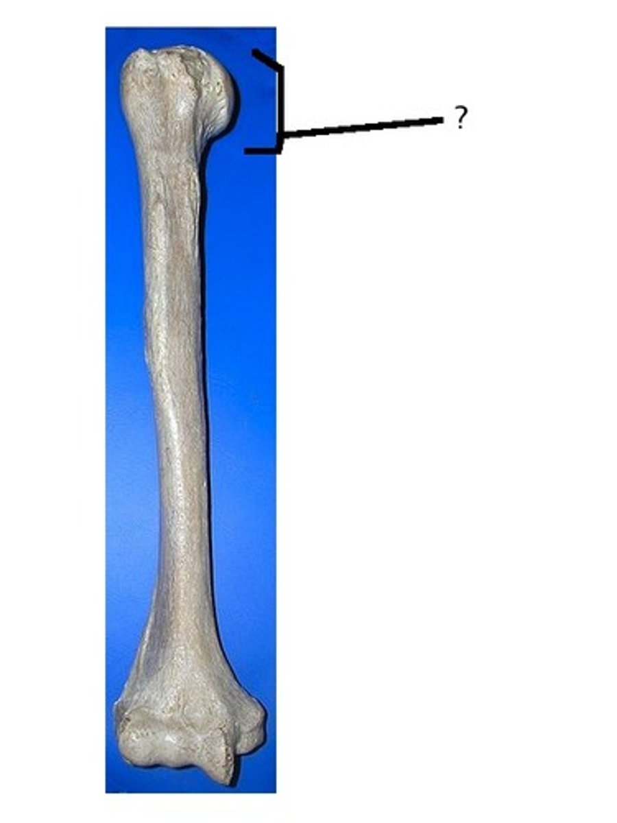 <p>rounded section of the humerus that articulates with the glenoid cavity of the scapula</p>