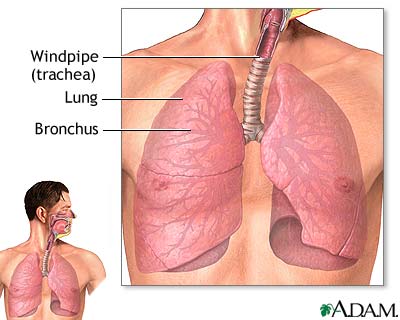 <p>Includes:</p><ul><li><p>Trachea: wind pipe</p></li><li><p>Bronchiol Tree(main stem bronchi and bronchioles)</p></li><li><p>Alveoli</p></li><li><p>Lungs</p></li></ul><p></p>