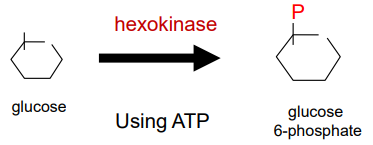 <p>We transformed it into glucose 6-phosphate (G6P) and this cannot go out.</p>