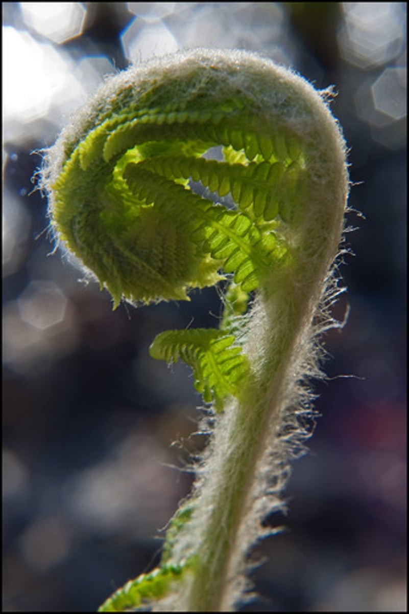 <p>The tightly coiled new leaves of ferns</p>