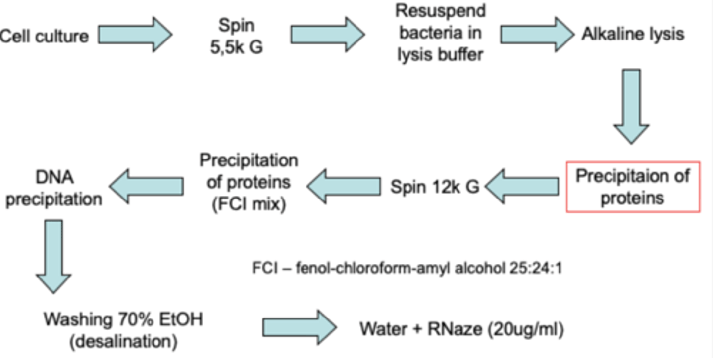 <p>FROM START TO FINISH</p><p>1. start with liquid culture</p><p>2. break open though an alkaline lysis step</p><p>3. separate plasmid DNA from proteins and host DNA by neutralization</p><p>4. bind plasmid DNA to a silica resin and wash the plasmid DNA</p><p>5. elute clean plasmid DNA</p>