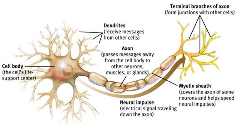 <p>neuron’s often bushy, branching extensions that receive and integrate messages, conducting impulses toward the cell body</p>