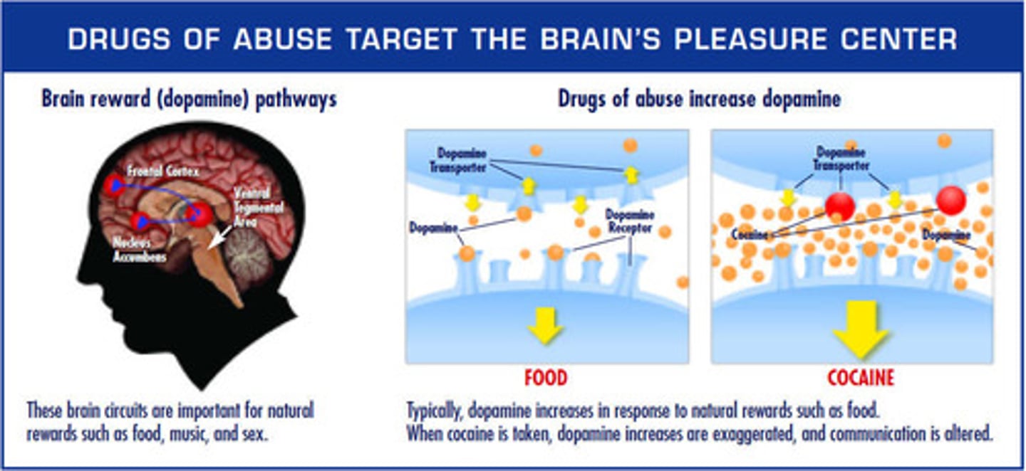 <p>(A) Limbic System</p><p>The limbic system is known for controlling emotion, cognition, motivation and pleasure, and is a common target for illicit drugs.</p>