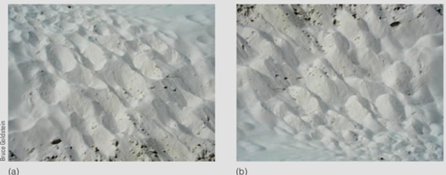 <p>the assumption that light is coming from above affects how patterns are recognized.</p>