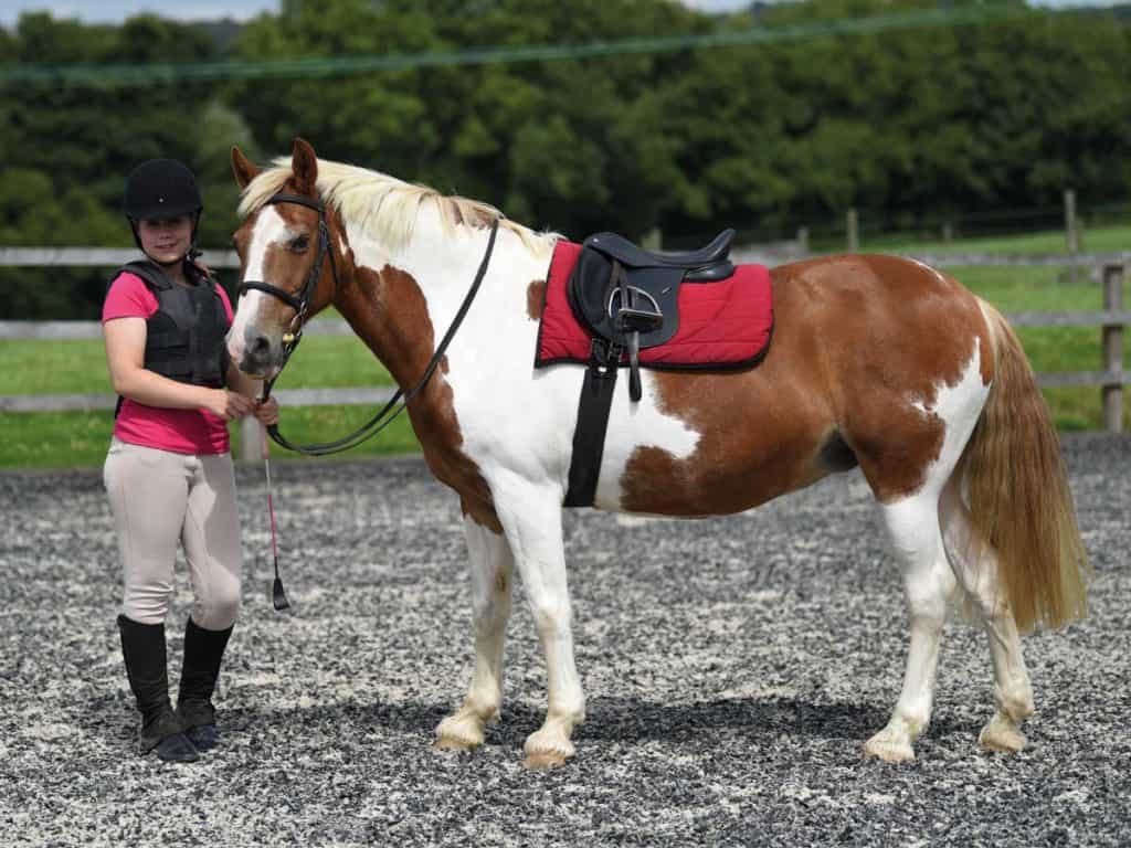 <p>When the horse is secured at the fence, the saddle pad is placed on first, followed by the saddle, girth, and then the bridle.</p>