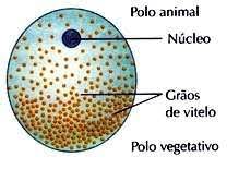 * médio vitelo
* distribuição desigual do vitelo
  * anfíbios
  * moluscos
  * anelídeos
* segmentação holoblástica desigual