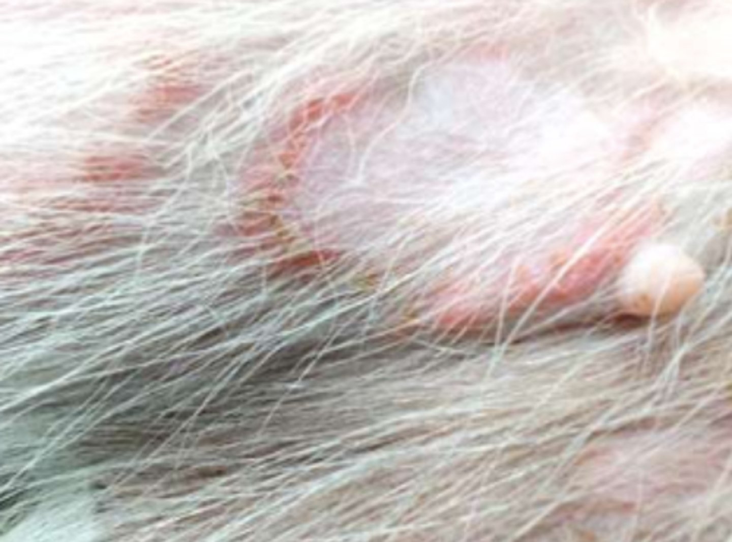 <p>¿lesión?</p><p>¿primaria o secundaria?</p>