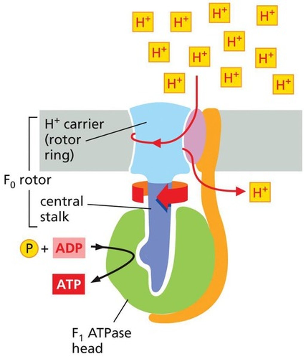 <p>ATP synthase</p>
