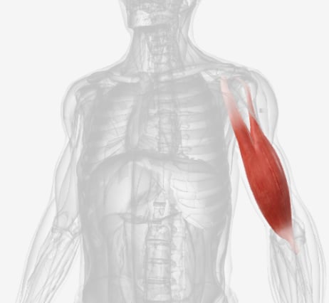 <p>What muscle is this?</p>