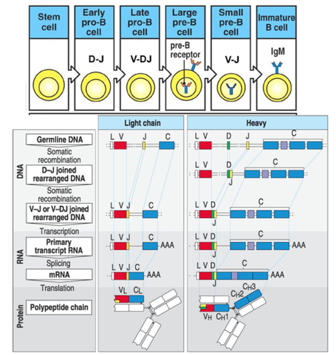 <p>process that generates diversity of B cell and T cell receptors; the heavy chain (B cell) or beta chain (T cell) is rearranged first and then the light chain or alpha chains</p>