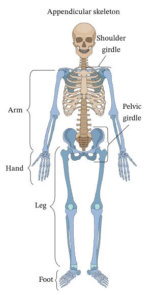 Shoulder girdle, Arm, Pelvic girdle, Hand, Leg, Foot