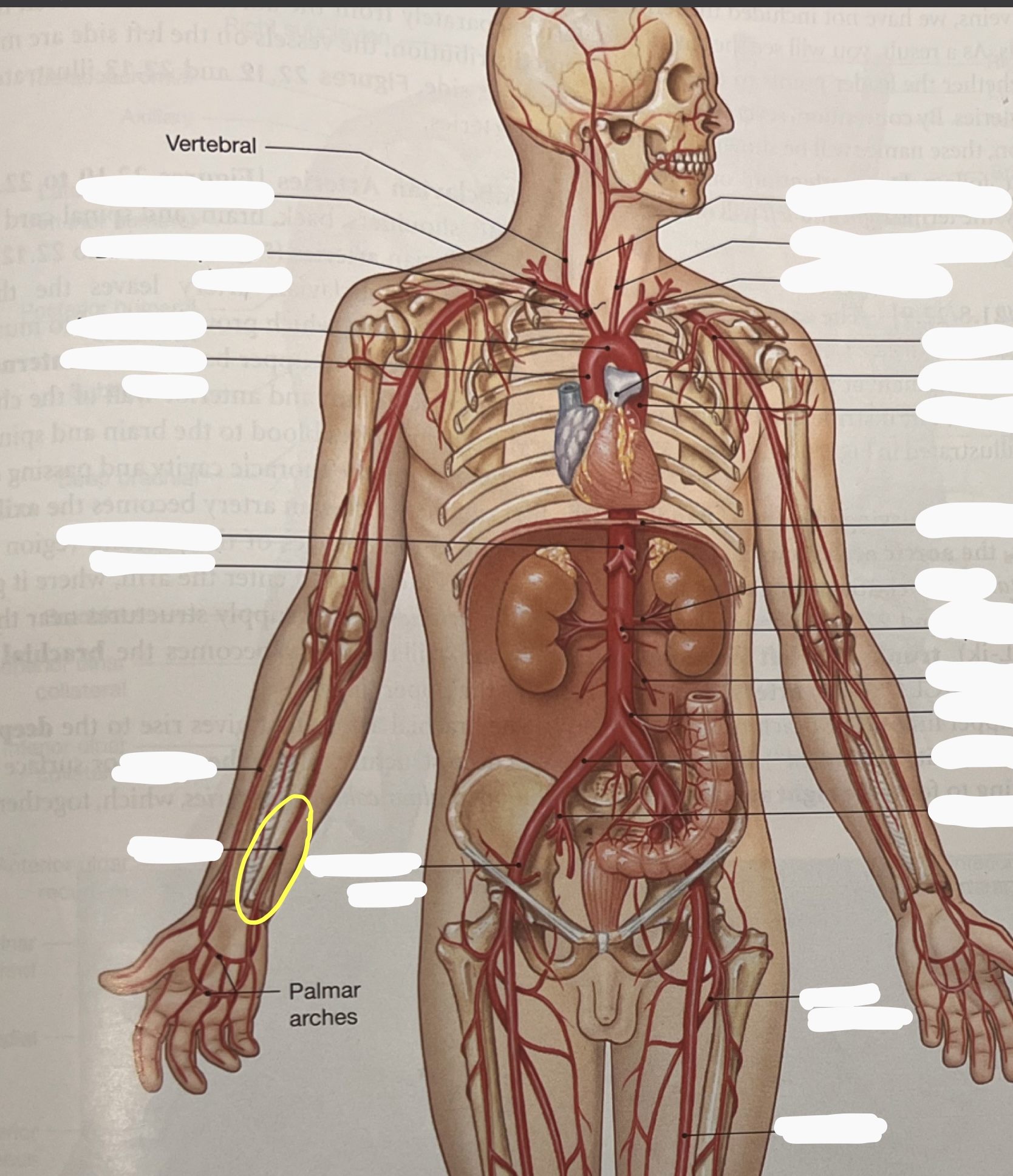 knowt flashcard image