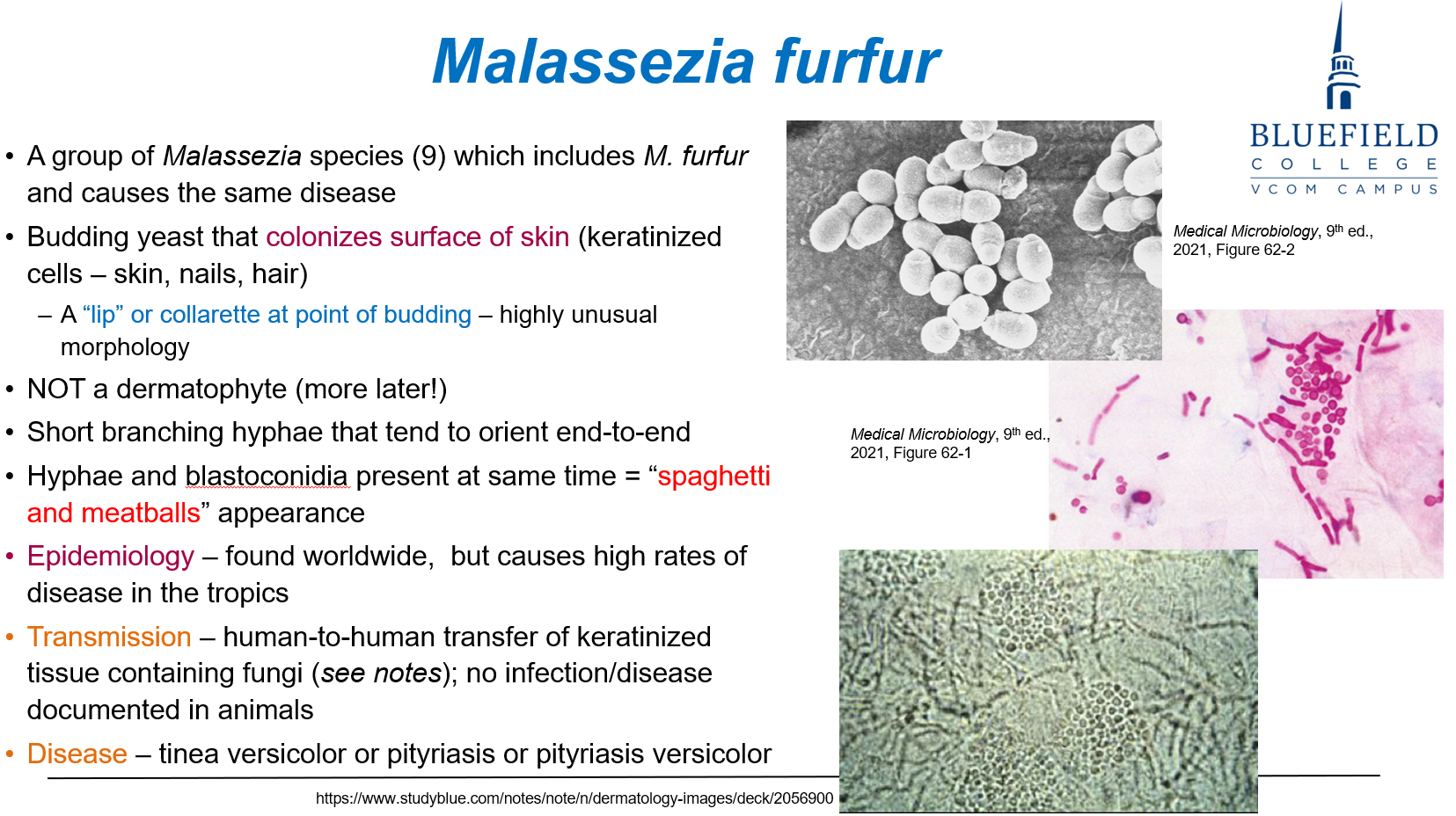 <p>C. Human-to-human transfer of keratinized tissue<br></p><p><em>Malassezia</em> is spread through <strong>direct skin contact</strong> involving <strong>keratinized material</strong>.</p>
