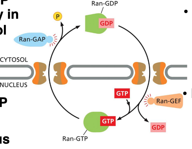 <ul><li><p>Ran - GDP - mainly in cytosol</p></li><li><p>Ran - GTP - high concentration in the nucleus</p></li><li><p>Ran - GAP - GTPase-activating protein</p></li><li><p>Ran-GEF - Guanine nucleotide exchange factor</p></li></ul>