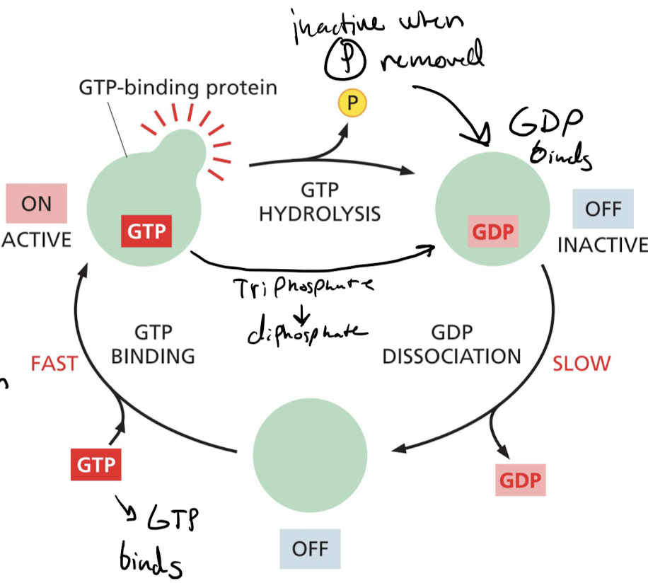 * inactive when phosphate removed = GDP dissociation
* active when phosphate present = GTP binding