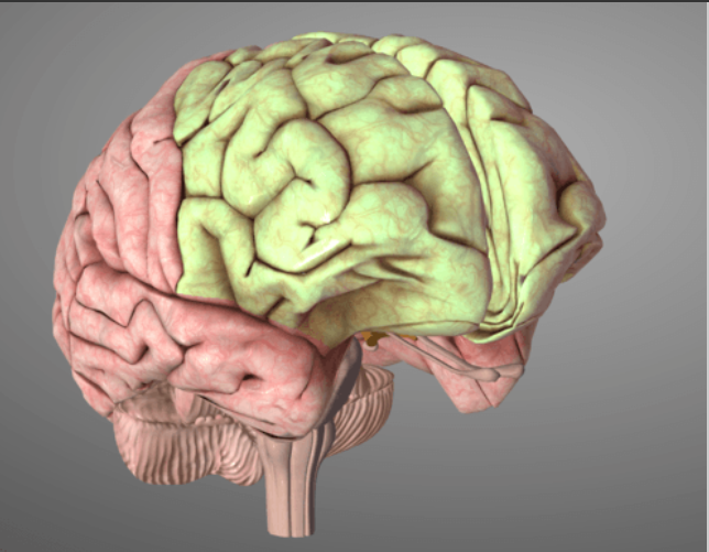 <p><span>Identify the structure in green.</span></p>