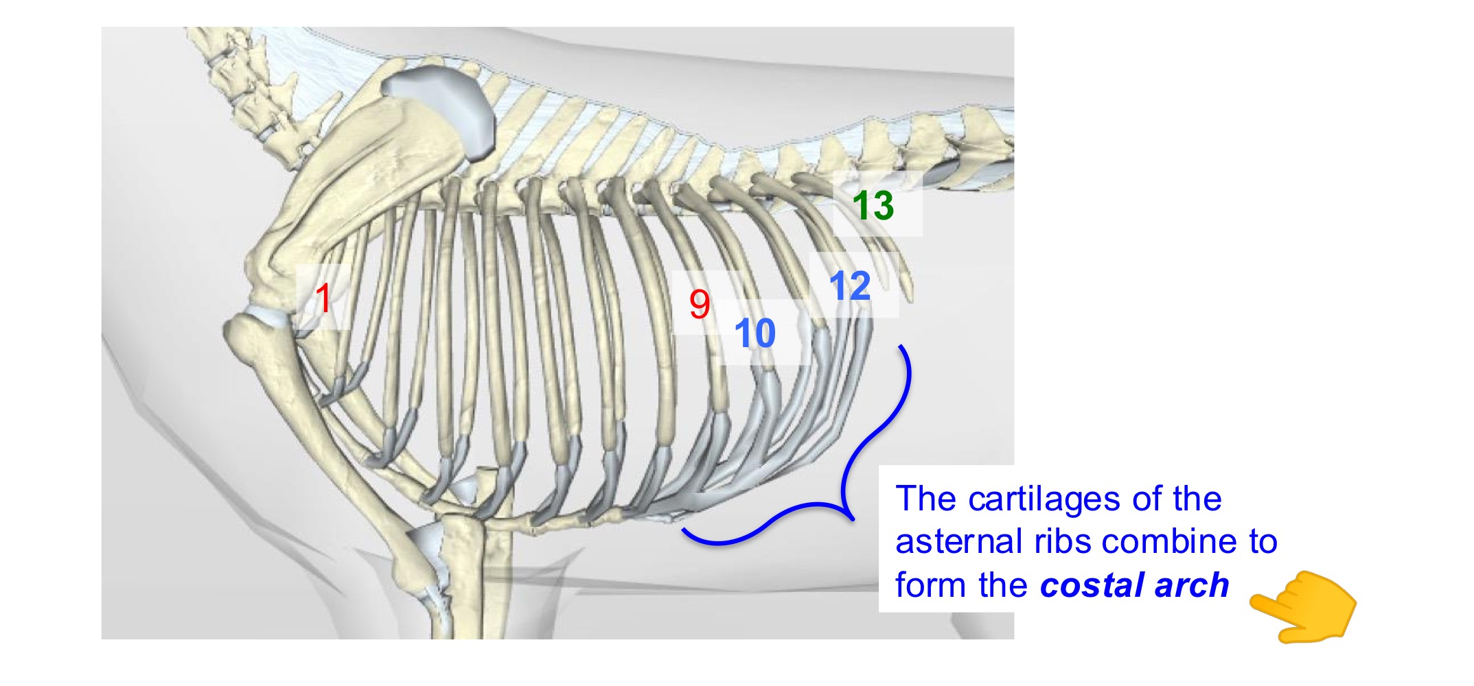 <p>13 pairs, 26 total</p><p>1-9 = sternal/“true” ribs; articulate directly with sternum</p><p>10-13 = asternal/“false” ribs; don’t articulate directly with sternum (articulation with cartilage of ribs 9-12)</p><p>13 = floating ribs; ventral end don’t joint with anything</p>