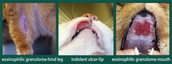 <p>Ulcers on the lips (especially the upper lip), clearly demarcated ulcers with raised borders and marked swelling, eosinophilic granulomas in the mouth (especially gums and palate), ptyalism, oral bleeding, reluctance to eat hard food, and dysphagia</p>
