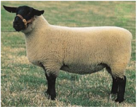 <ul><li><p>Origin: England</p></li><li><p>Black face and legs, white fleece</p></li><li><p>Polled (no horns)</p></li><li><p>medium wool</p></li><li><p>make excellent terminal sires for producing market lambs</p></li><li><p>purebreds have several potential inherited diseases, including spider lamb syndrome, abomasal emptying defect, and susceptibility to Scrapie</p></li></ul><p></p>