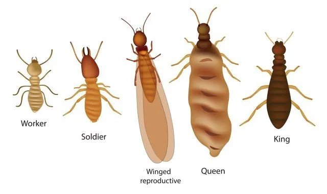 <p>Soft-bodies, no wings (generally; hemimetabolous; chewing mouthparts; all are eusocial insects; walking legs; only reproductives have wings that have fracture lines and break off when they commit to colony after courtship; 2900 spp.</p>