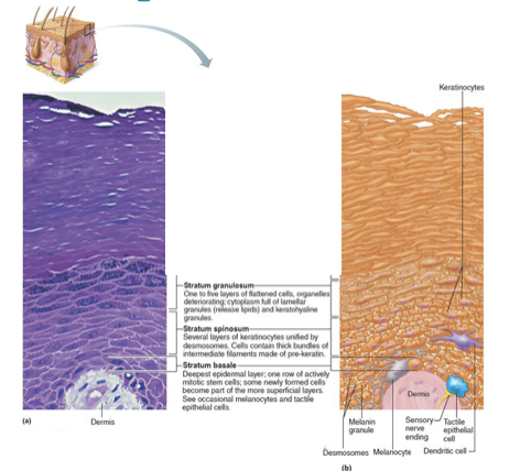 <p>Stratum Granulosum (granular layer) </p>