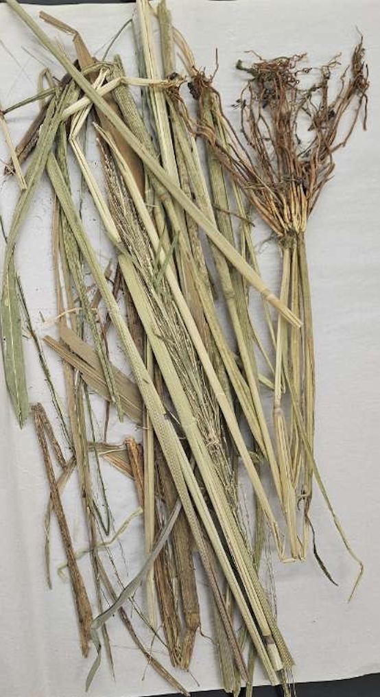<p>plant?</p>