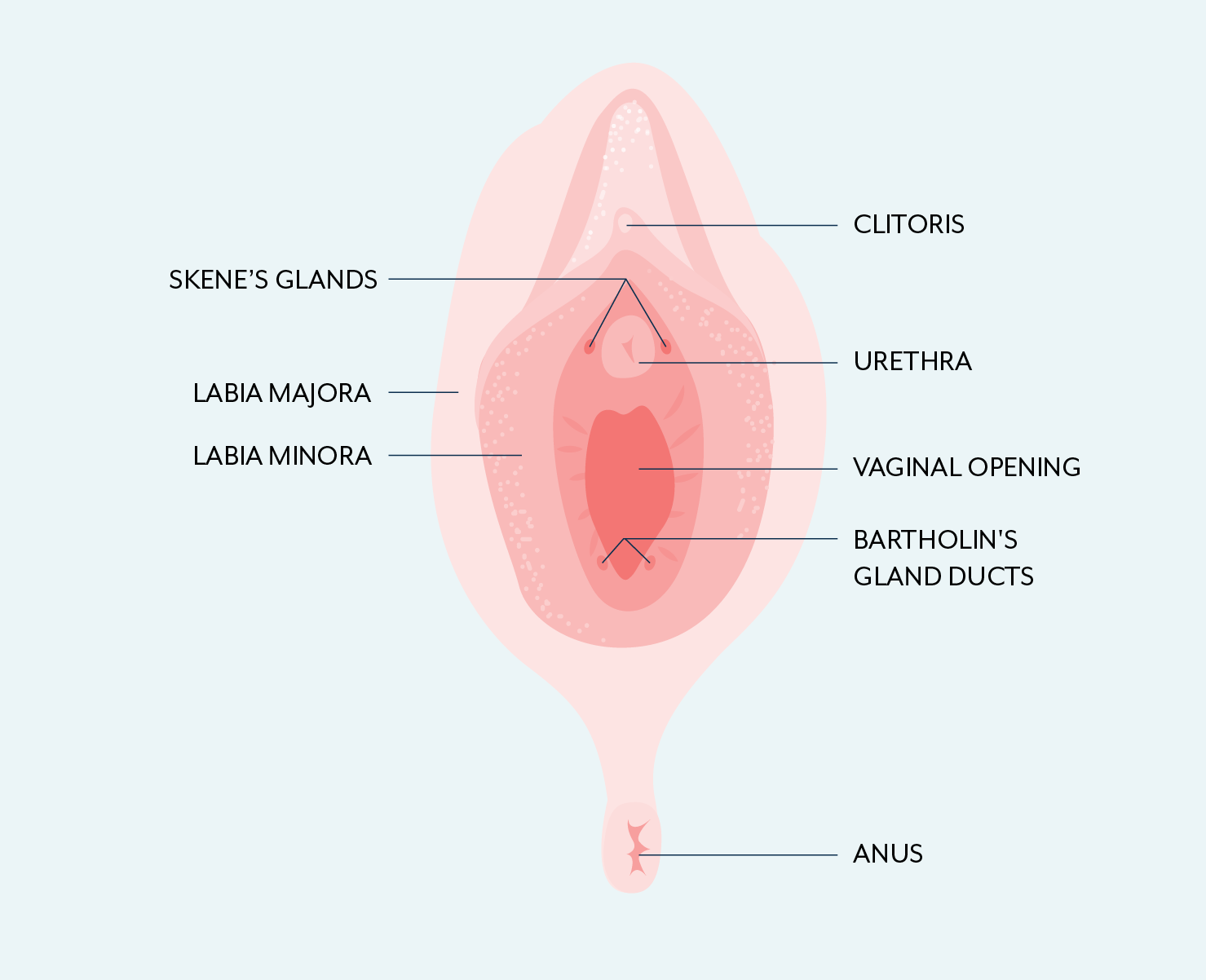 Mucus-producing glands found **on both sides of the ureathral meatus** 