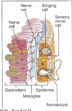 <ul><li><p><strong>Cnidoblast</strong>: a stinging cell containing the nematocyst or "spears"</p></li><li><p>﻿<strong>Nematocysts</strong>: cells with poison tipped stinging darts that capture small animals (located on tentacles)</p></li><li><p>Paralyzed prey is moved into mouth and then into the <strong>gastrovascular cavity</strong></p><ul><li><p>Where it is engulfed by <strong>amoebocytes </strong>into the <strong>gastroderm </strong>and then digested</p></li><li><p>Undigested food back goes back out through mouth (only 1 opening, no anus)</p></li></ul></li><li><p>﻿Cnidarians = carnivores, some have <strong>symbionts</strong>: photosynthetic protists live inside gastroderm cells</p><ul><li><p>﻿Protist produces <strong>O2 &amp; organic compounds </strong>(protein, carbos)</p></li><li><p>﻿Cnidaria produces <strong>CO2, metabolic wastes </strong>(nutrients)</p></li></ul></li><li><p>respiration &amp; excretion: <strong>diffusion</strong></p></li></ul><p></p>