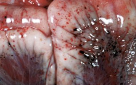 <p>What condition can occur due to stretching, tearing, lacerating, and crushing of blood vessels and can be small or large? Piercing wounds, fractured bones, shear forces, and tears from loss of structural integrity like due to hemangiosarcomas can all cause this.</p>