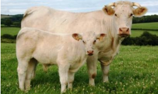 <p>Charolais</p><p></p><p><strong>Origin</strong>: France</p><p><strong>Color</strong>: White</p><p><strong>Horns</strong>: Horned</p><p><strong>Size</strong>: Large</p><p><strong>Traits</strong>: Meat and draft animal, rapid growth, heat &amp; cold tolerant</p>
