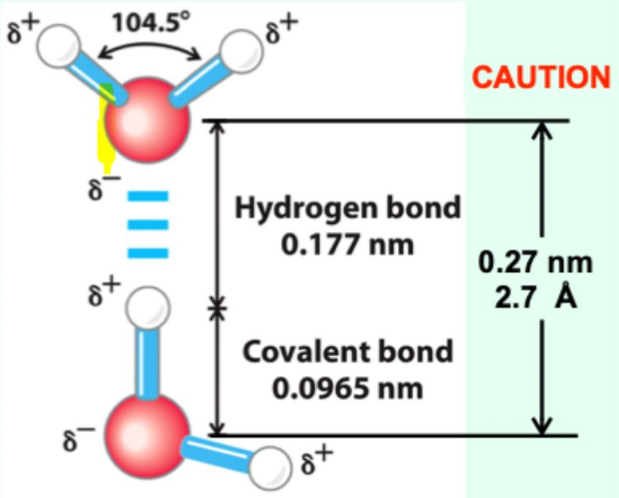 <p>It is much longer (<strong>~2.7 Å vs ~1.0 Å</strong>), showing that hydrogen bonds are <strong>weaker and non-covalent</strong>.</p>
