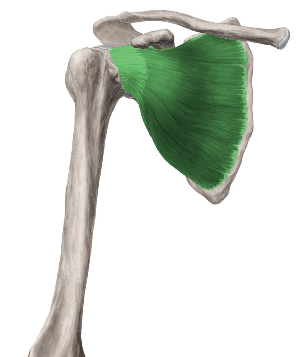 <p>Action: Shoulder internal rotation</p><p>Origin: Subscapular fodder (scapula)</p><p>Insertion: Lesser tubercle (humerus)</p><p>Innervation: Upper and lower sub scapular nerves C5-6</p>