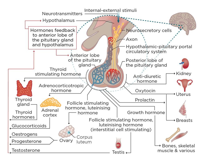 <p>(ENG: pituitary gland)</p><p>Endocriene functie: stelt verschillende hormonen vrij in bloedbaan (geslachts-, stress-, groeihormonen)</p>