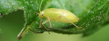 <p>Aphids</p>