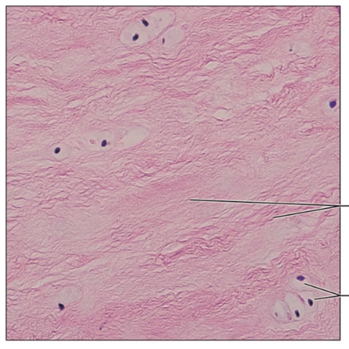 <p>Identify the tissue.</p>
