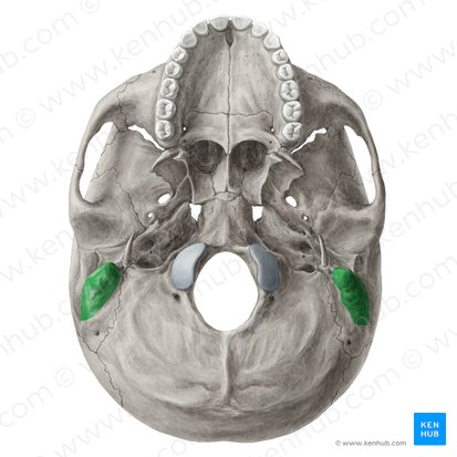 <p>Which&nbsp;bone landmark of the skull looks like a bump behind the ear?</p>