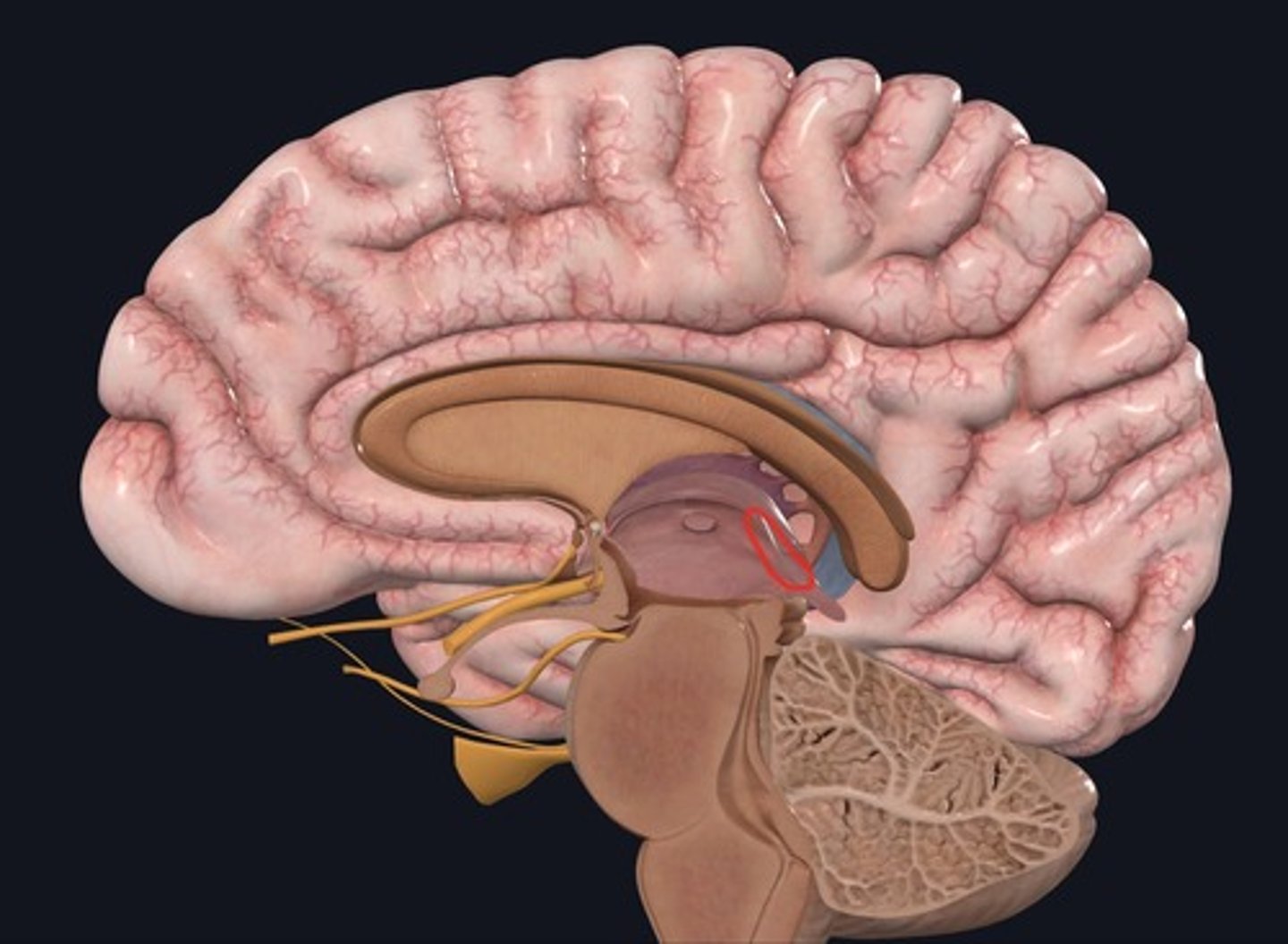 <p>Name the structure outlined in red.</p>