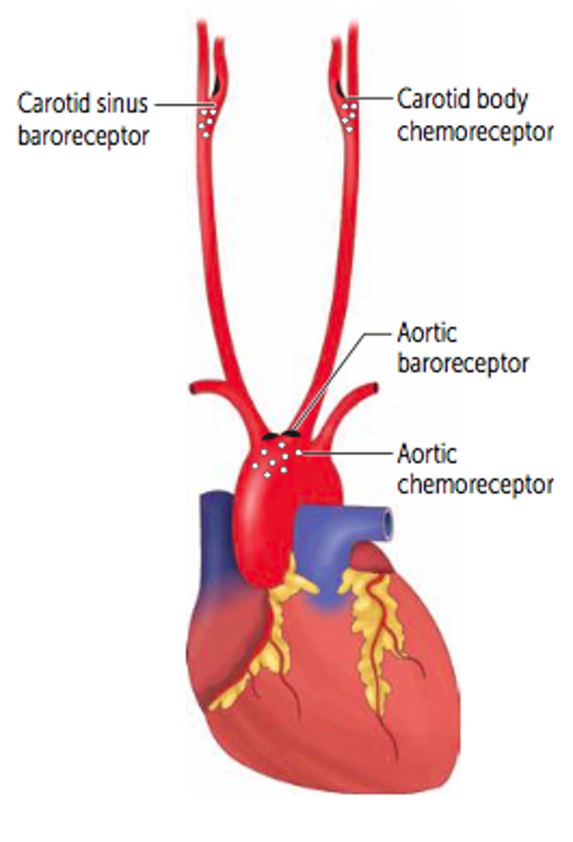 <p>detect changes in blood pressure</p>