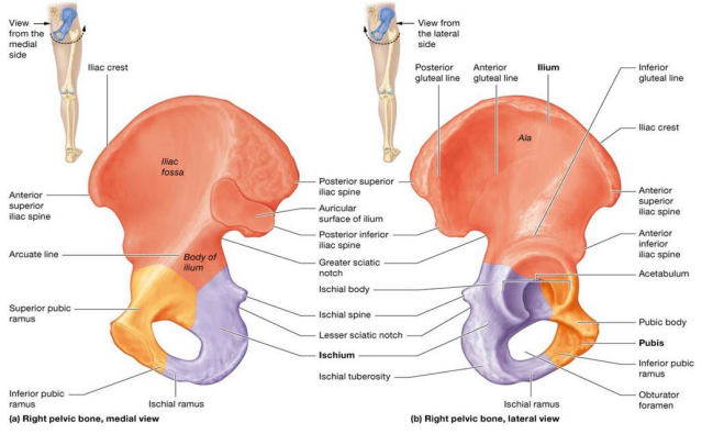 <p>smallest coxal bone; three parts that approximate C-shape</p>