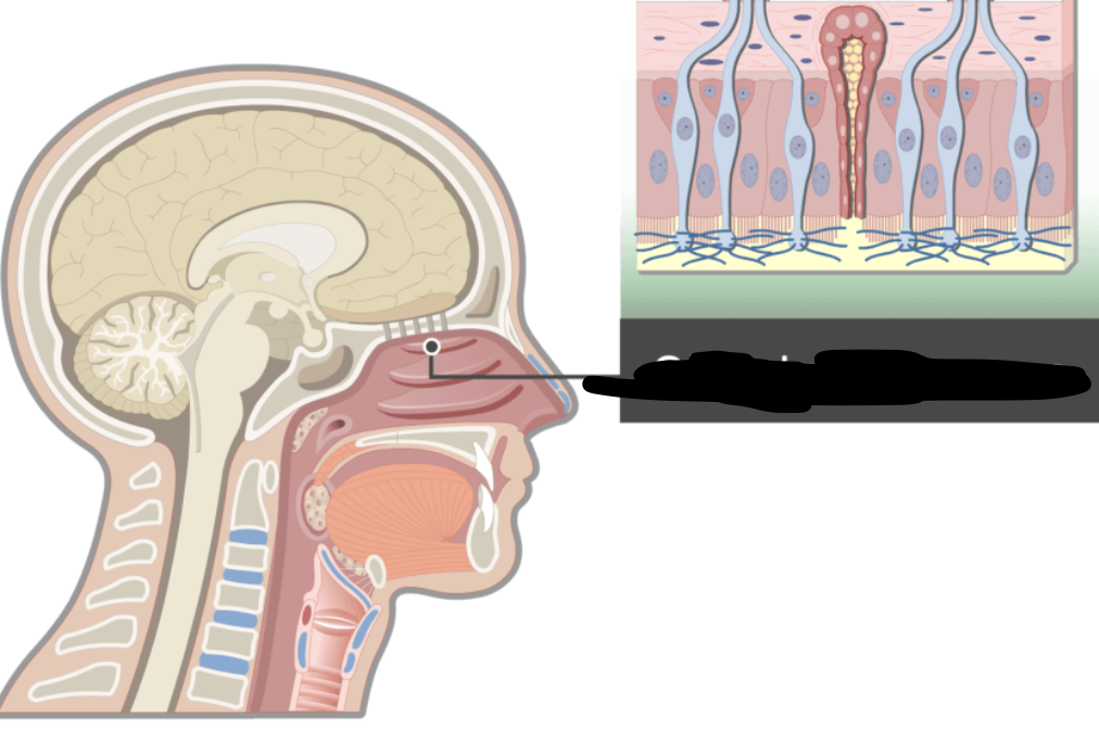 <p>lines superior region of the nasal cavity and contains ______ epithelium</p>